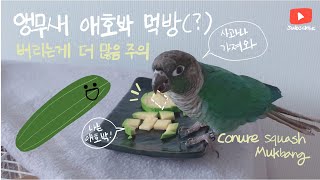 코뉴어 앵무새 애호박 먹방 conure squash mukbang, cute parrot