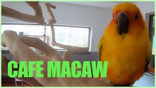 양평 앵무새카페 카페마카우 Cafe Macaw