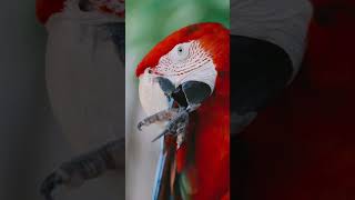 금강앵무새, 마카우, Parrots, Macaws 8,…