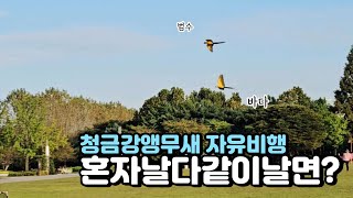청금강앵무새자유비행 혼자 날다가 다른 앵무새와 날면 다…