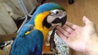 청금강 - 쿠악이 (blue and yellow macaw)