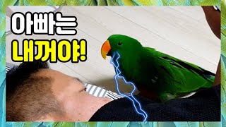 짝이 필요한 앵무새가 예민해지면 생기는일 / 루피가 이…