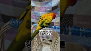 칭찬 노래에 신나서 춤추는 써니~  #썬코뉴어  #parrot #앵무새 #칭찬 #praise #노래 #song #춤 #dancing #써니