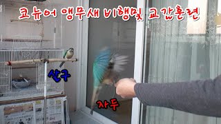 앵무새 코뉴어 교감및 비행훈련   [앵무새친구TV]