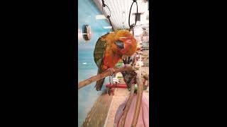 마트의 불쌍한 앵무새