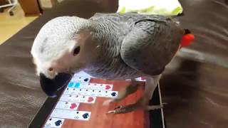 아이패드갖고노는 회색앵무 수리