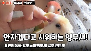 나는 안잘꺼야!! 시위하는 모란앵무새 사랑이 #앵무새 …