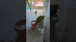 Shower dance dance~~#birds #pa…