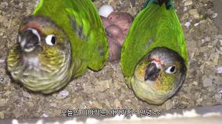 코뉴어 앵무새 랑이록이 육아일기