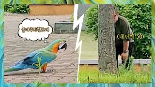 [할리퀸마카우 마르코] 한번도 본적없는 남편의 숨겨진모습 앵무새를 키우면서 보게되네요 ㅋㅋ (feat.앵무새자유비행)