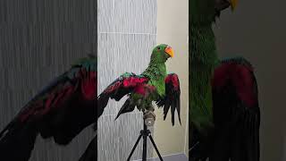 아기 뉴기니아 크롱이 목욕 후에 드라이하기   #뉴기니아 #parrot #뉴기니아앵무 #birds #뉴기니아앵무새  #뉴기니아드라이 #반려동물 #동물 #parrotlover