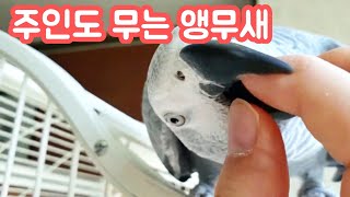 친절하지만 까칠한 회색앵무의 매력