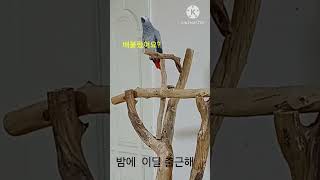 앵무새ㅡ순돌아 밤인데 어딜 출근해