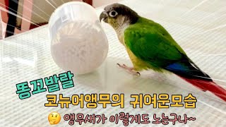 떨어져야 속이 후련하지! 코뉴어앵무가 스트레스푸는방법!#똑똑한앵무새 #귀여운앵무새 #개구쟁이앵무새
