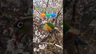 봄꽃을 즐기는 코뉴어들#parrot #birds #앵무…
