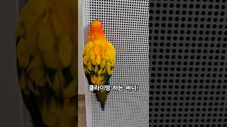 써니야~끝까지 올라 가야지!  #썬코뉴어 #bird #…
