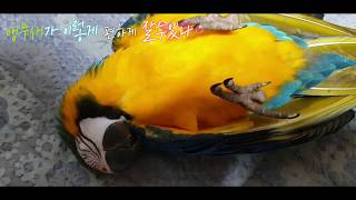 청금강앵무새 너무 편히 누워 잠 Macaw parrot lie sleep