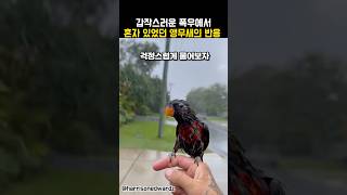갑작스러운 폭우에 혼자있었던 앵무새의 반응 ㅠㅠ #동물…
