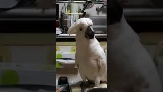장난치다가 물 엎질러서 당황하는 앵무새