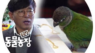 내가 바로 진짜 천재! 지니어스 앵무새 ‘사랑이’의 천…