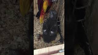 뉴기니아 와 마카우 뉴기니아 새끼 28일차 20190524 천둥 eclectus parrot baby 28days