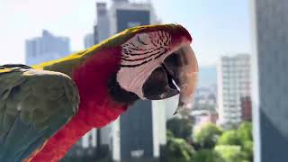 [루카의일상] 할리퀸 마카우 루카의 아침 비행풍경 굿모닝 루카