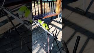 더블옐로우아마존 따봉이 청모자 아마존 청이 한스마카우 부부 한스 까꿍이 행복한 봄소풍다녀왔습니다. ^^