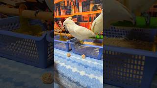 듀컵 코카투, 엄블렐라 코카투, 뉴기니아 앵무새와 등나…