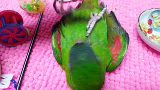 한스마카우 앵무새 배 보여주기