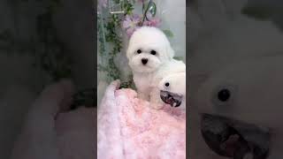 귀여운 미니비숑 왕자님과 코카투#미니비숑#코카투#미니비숑분양#코카투앵무 #코카투앵무새 #미스터독#부산강아지분양 #puppy #강아지 #앵무새