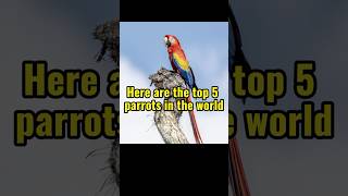 Top 5 parrots breeds in the wo…