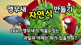 앵무새는 뭘 먹어요? 먹어도되는 과일과 야채로 자연식을…