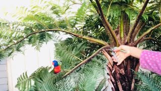 ❤️AUS flowers garden, plants 정원 가든 꽃 나무 가꾸기 puppy & parrot 강아지와 앵무새