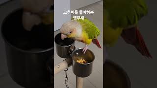 고추씨를 좋아하는 앵무새 #parrot #반려동물 #b…