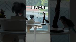 항상 토해주고 싶은 앵무새 ❣️ 회색앵무 잠바