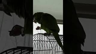 한스마카우 밍고의 일상