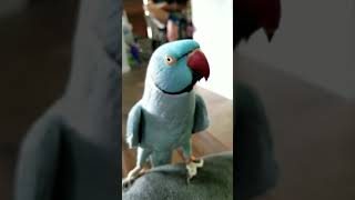 Bitterness for attention