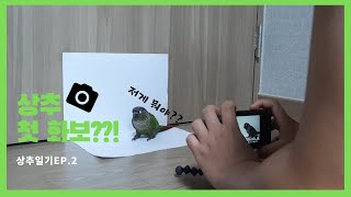 상추일기 상추가 첫 화보를 찍는다???!/앵무새 키우기…
