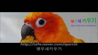 self injury Eclectus parrot therapy course 46 자해하는 뉴기니아앵무새 치료과정 46