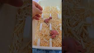 청금강 듀컵 체스넛 뉴기니아 카이큐 이유조들이 성장중이…