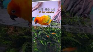 이런 생물 #20 어항에서 목욕하는 앵무새 초기 모습 ㅋㅋㅋ #썬코뉴어