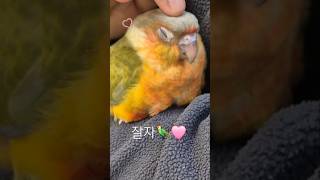 잘자#앵무새 #코뉴어앵무새