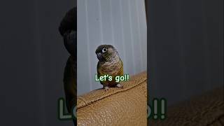 코뉴어앵무새#하랑이#하봉이#parrot#blackpin…