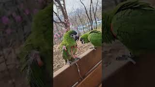 꽁패.앵무새.한스마카우.뽀미.한나.산책.2024.4.9