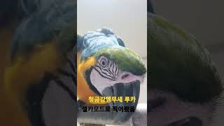 너 누구야 #shorts #청금강