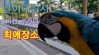 날이더워서 바뀐 청금강앵무새 루카의 최애장소