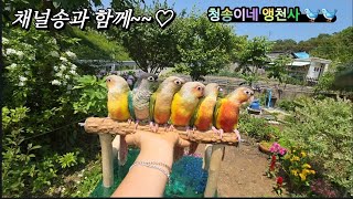 코뉴어 6둥이와 청송이네앵천사 채널송~노래잘하는 ai