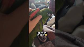 겨터치 중독 앵무새 괴롭히는 앵집사 #한스마카우 #두루…