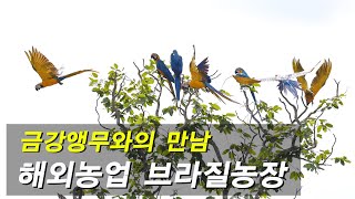 [동물의세계]야생에서 청금강,홍금강 만나기--금강앵무와 빼끼편.청금강앵무,홍금강앵무,Blue & Gold Macaw,Green winged macaw