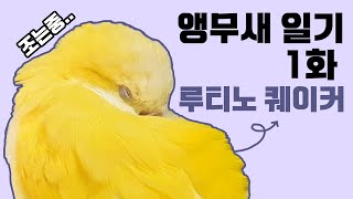[앵무새 일기1화] &quot;안녕&quot; 이라고 …